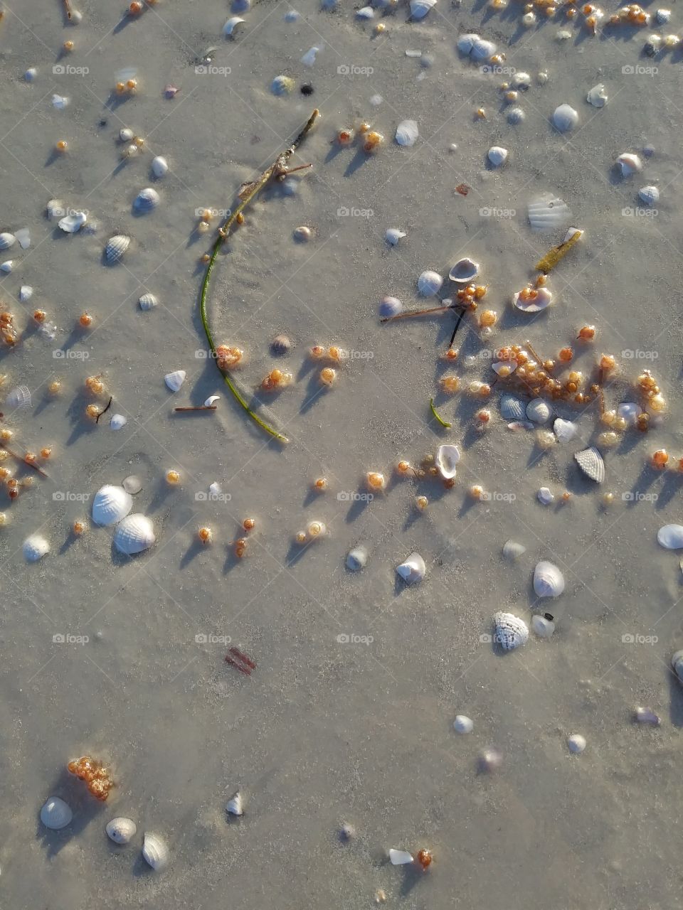 sand and seashells