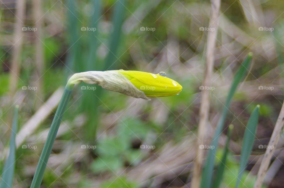 first flowers