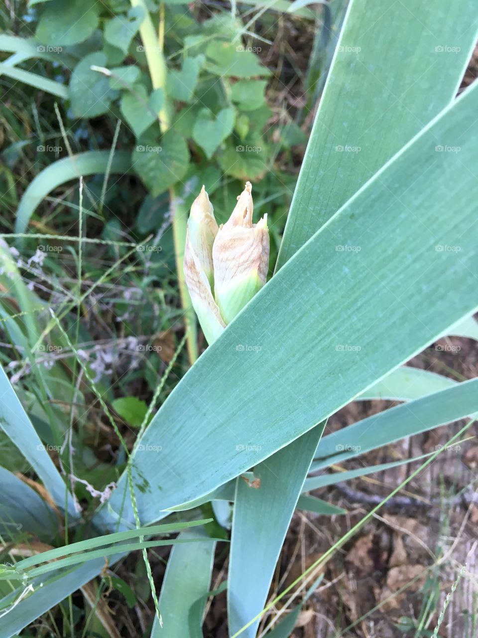 Just got a glimpse of this bud today in one of my flower gardens! This is October!?!