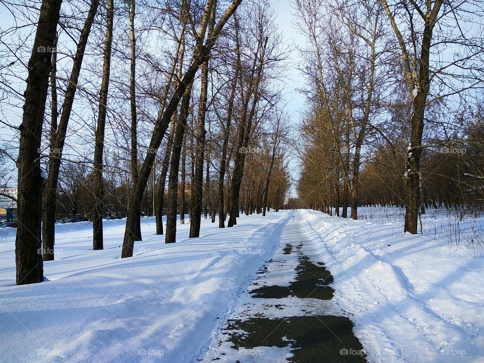 Winter park road. Winter bare trees, snowbanks, trail.