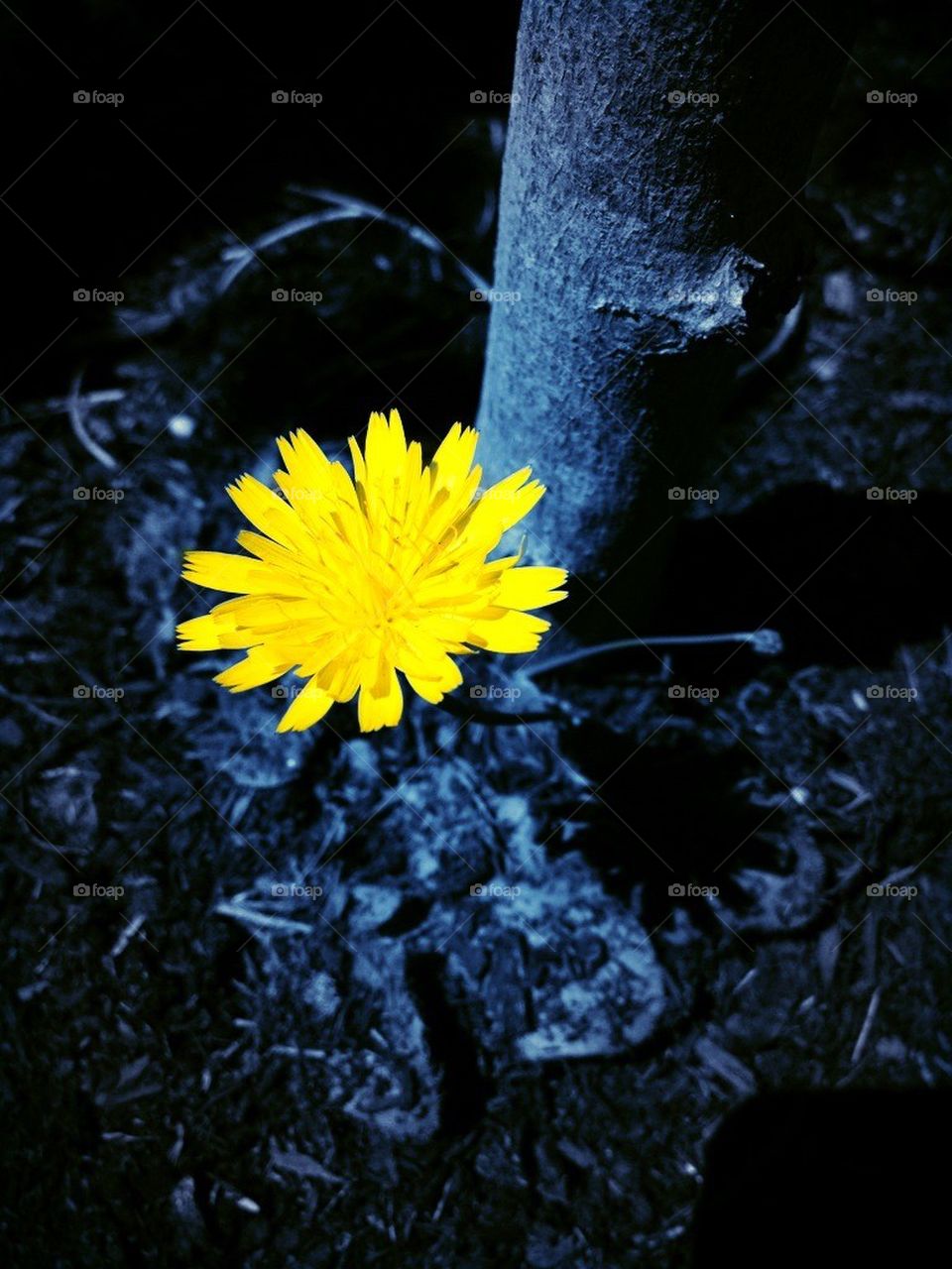 Dandelion