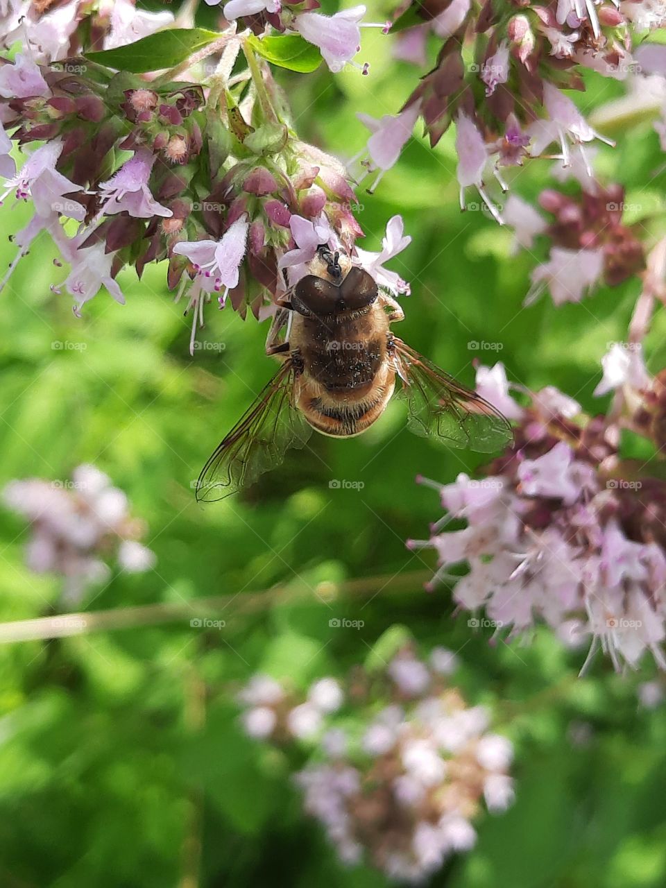close-up  of pollinating  bee on oregano flower