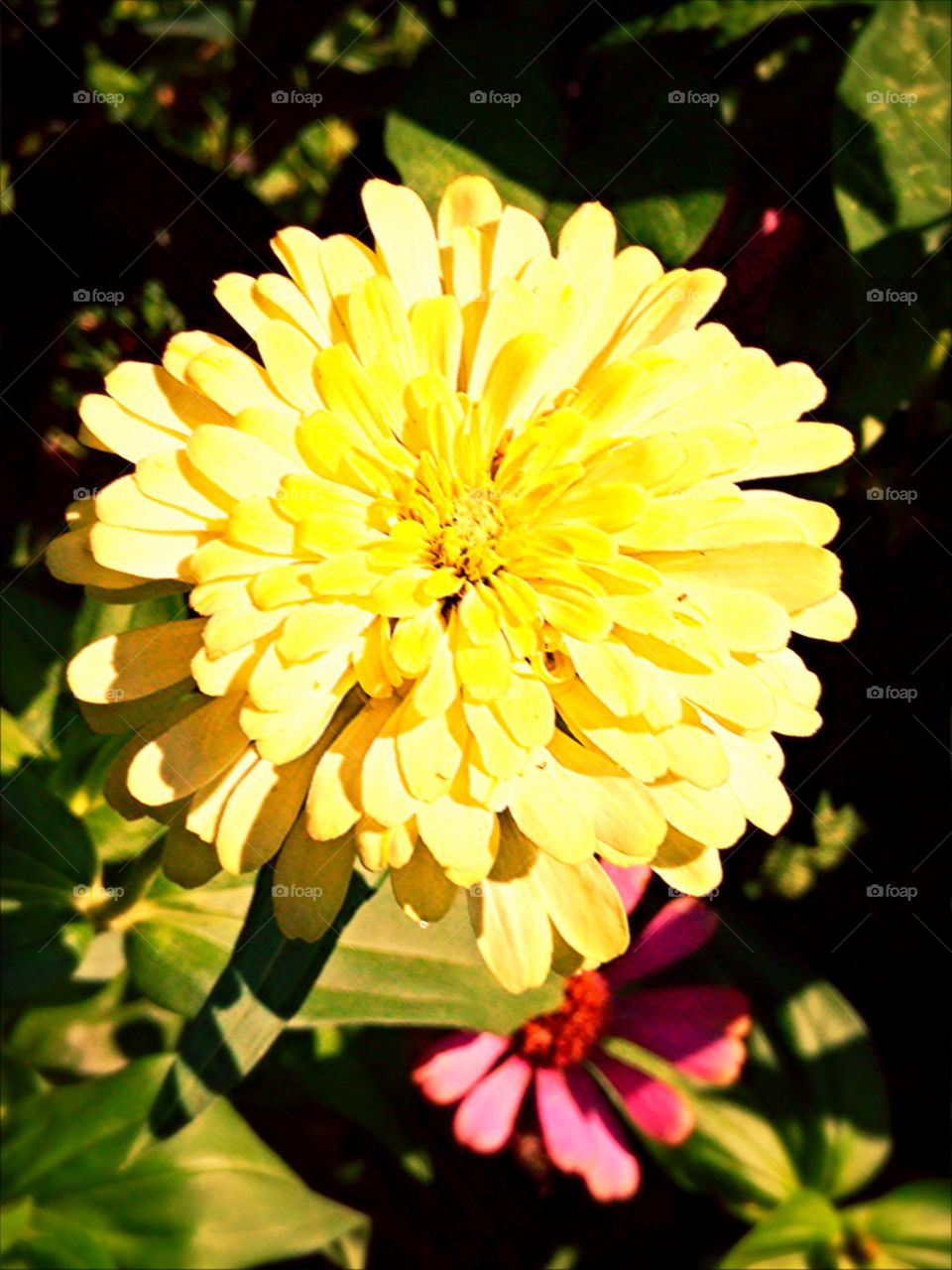 Yellow Zinnia. The yellow zinnia in the garden
