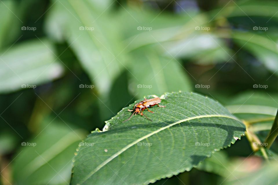 Beetle on plants