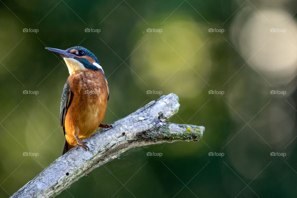 Kingfisher