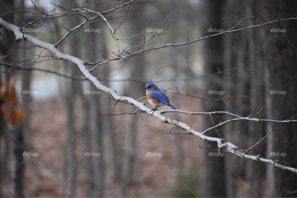 First bluebird of spring sitting on branch