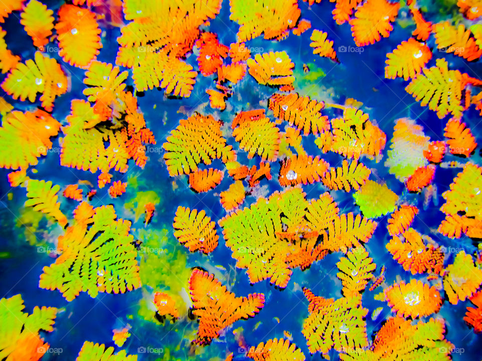 leaves floating in the lake.