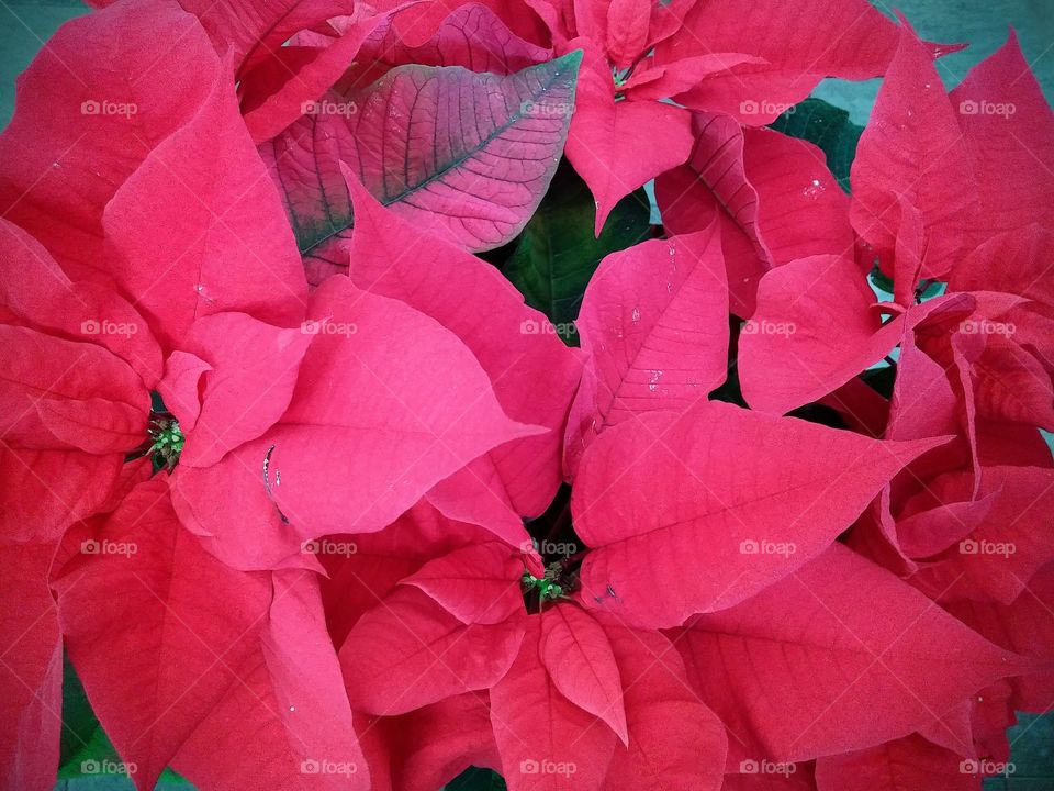 poinsettia plant red