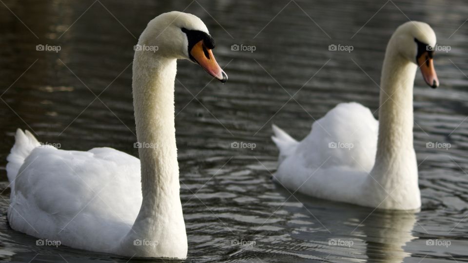 Mute Swans