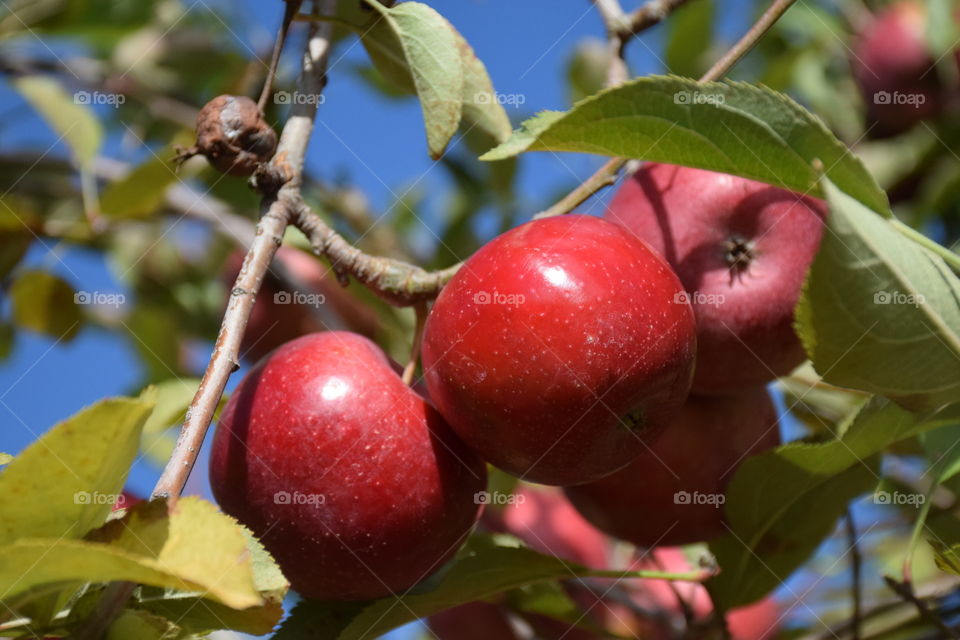 Harvest time