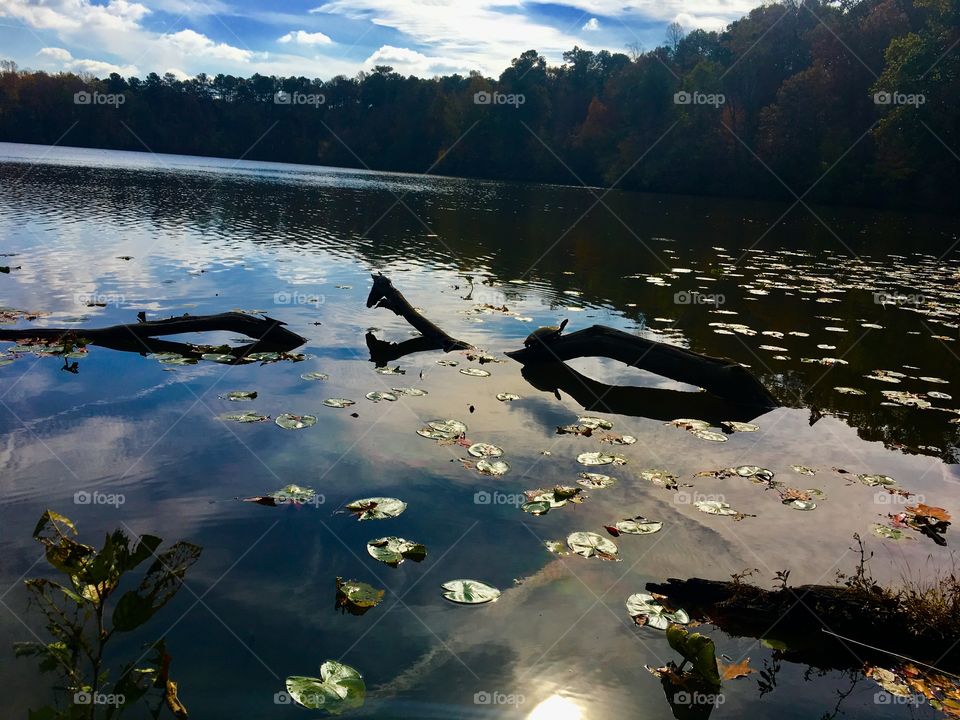 Yellow-bellied slider on a log in Yates Mill Pond. 