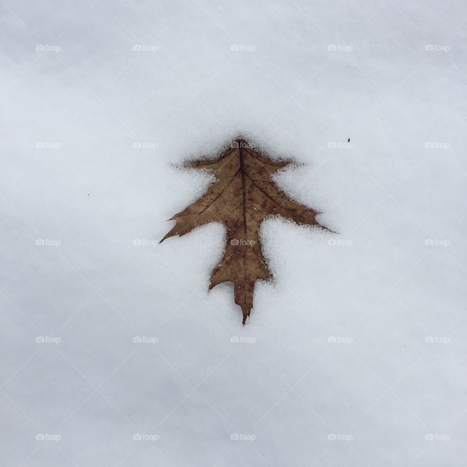 Leaf in the snow 