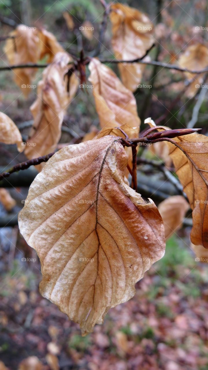 Leaf Dägimoos 