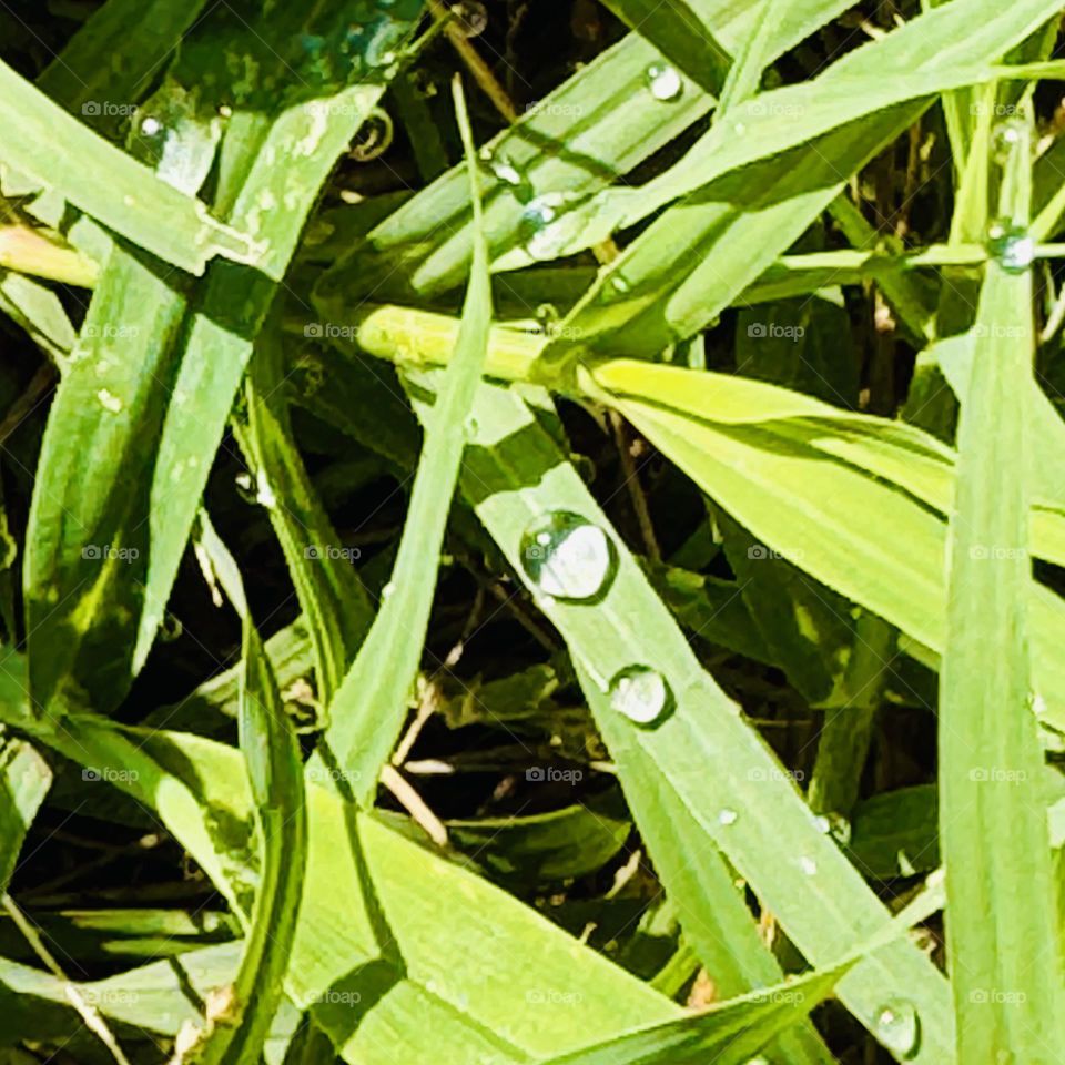 Rain Drops on Grass