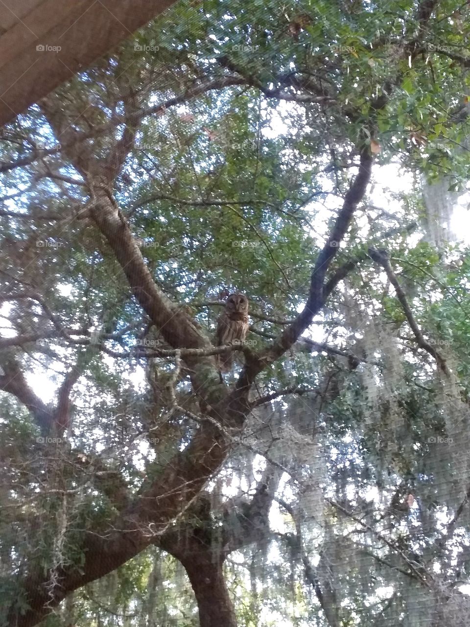 owl in tree