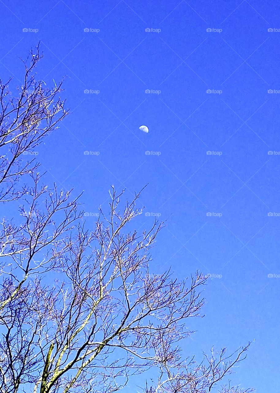 Half moon in daytime sunny sky, tree branches ready to bud. Spring is on its way, sky is very deep blue with that white moon. It's beautiful!
