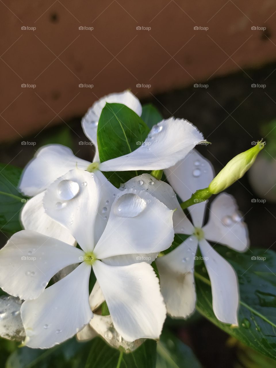 The splendour created by raindrops on white petals