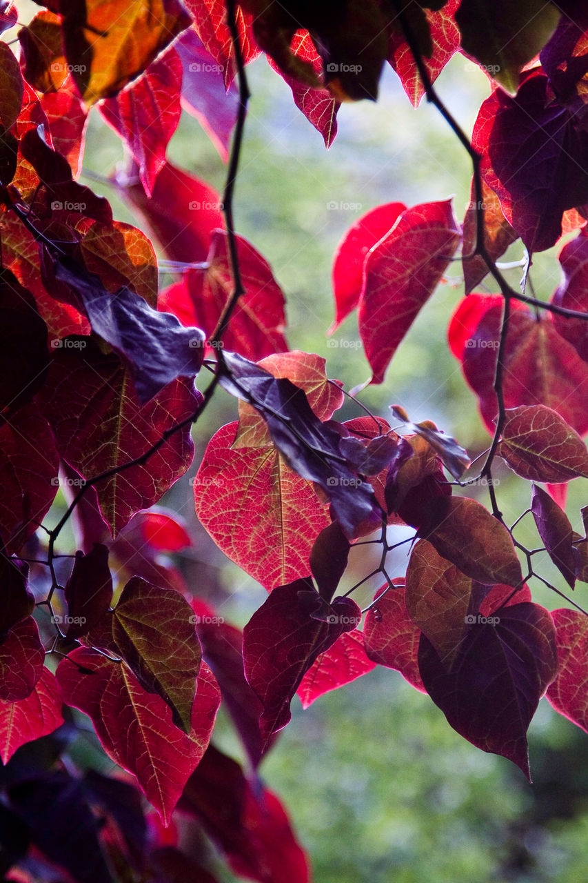 winter red tree leaves by nautiflyer