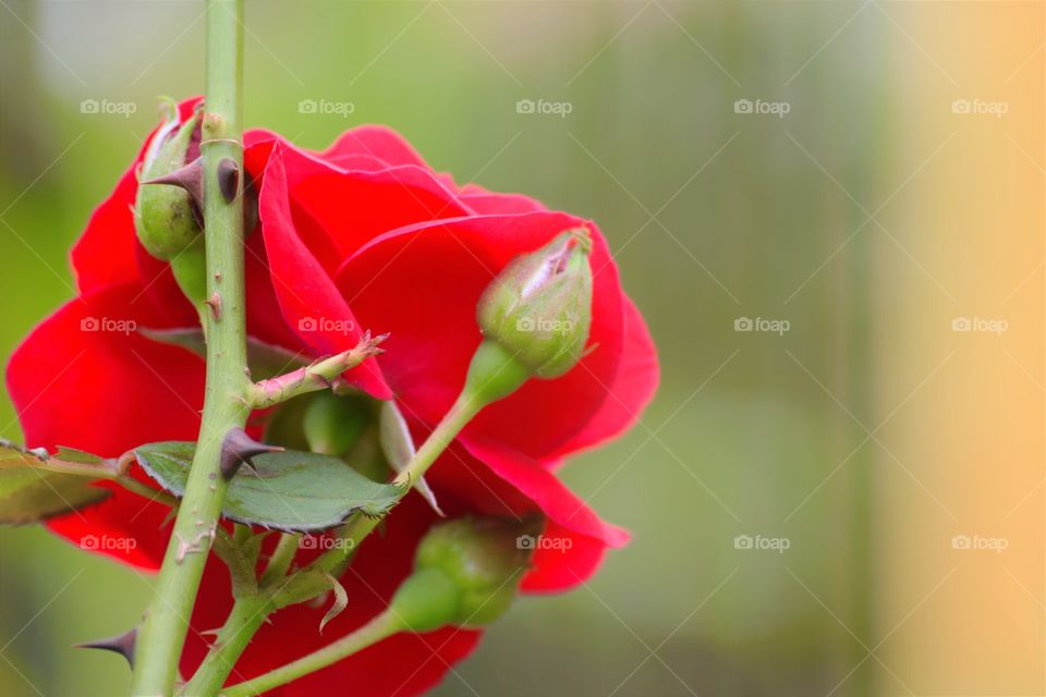 Red rose/Rosa vermelha.