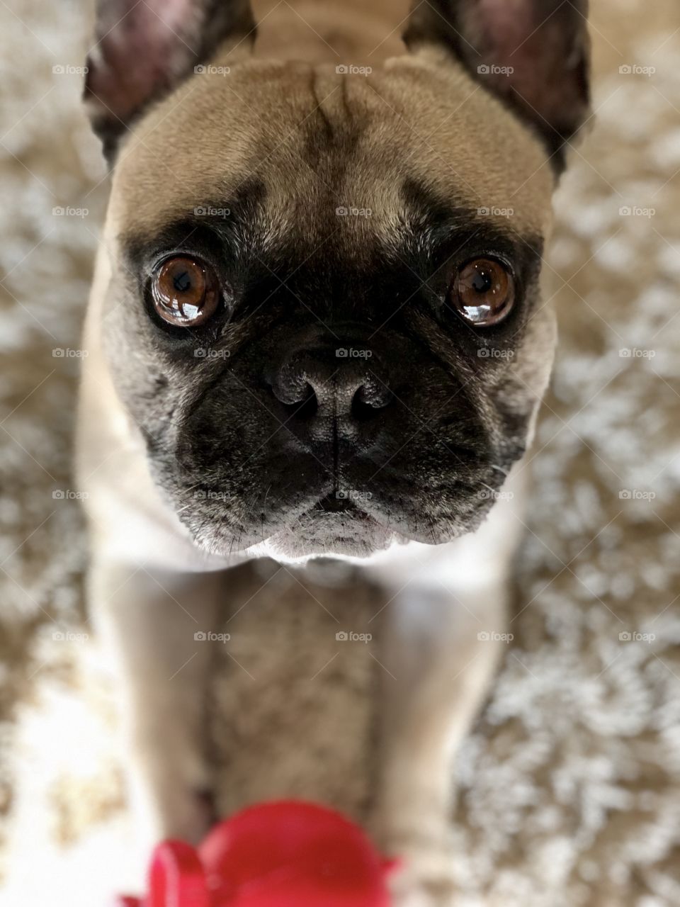 Foap Mission Beautiful Eyes! A Dogs Eyes So Soulful  - a French Bulldog🐾