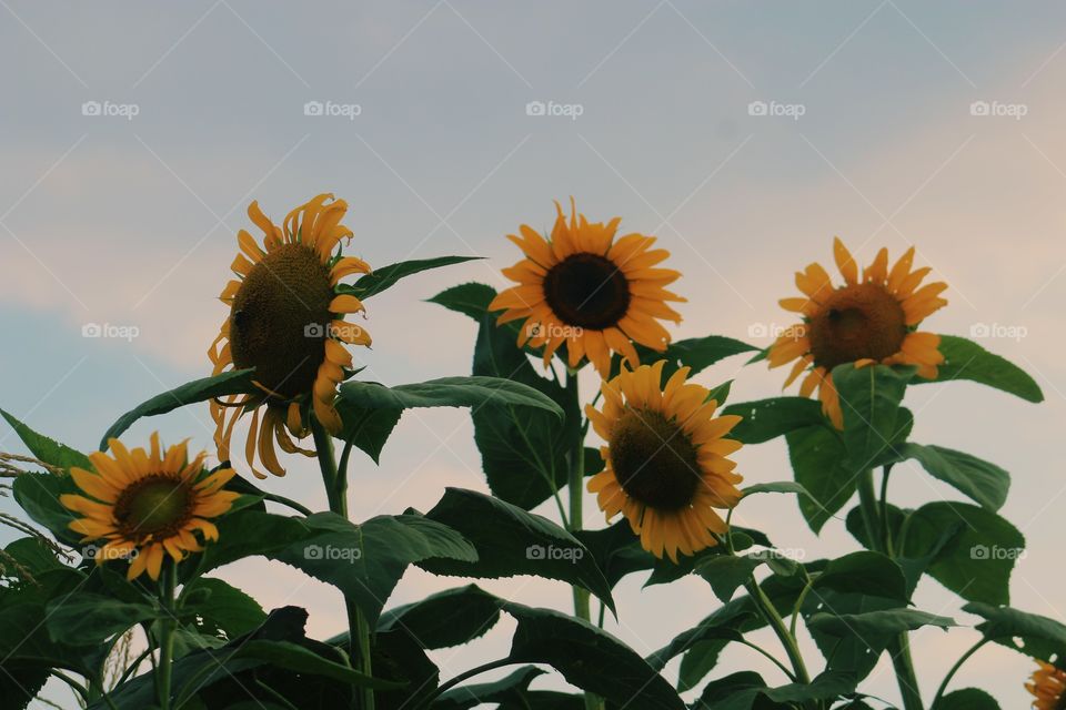 sunflowers during golden hour