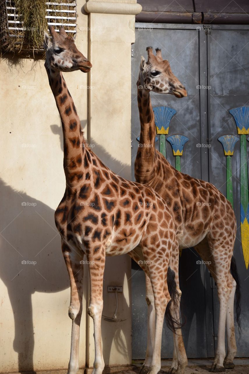 Giraffes at the zoo