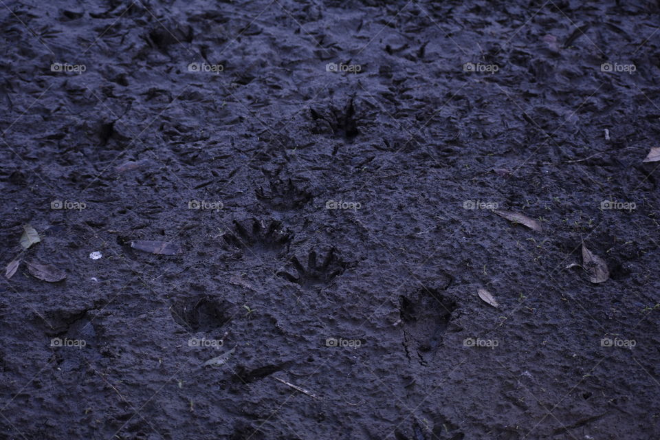 Bird tracks in the mud