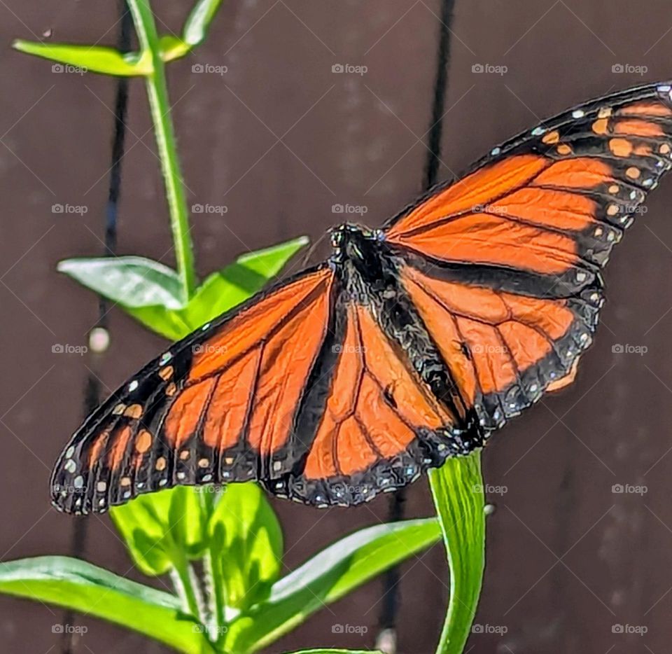 Monarch Beauty