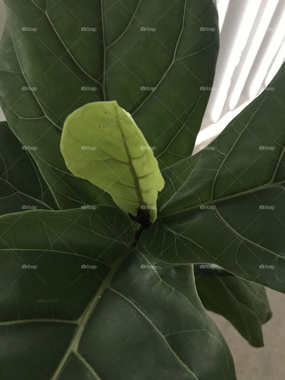 New leaf excitement