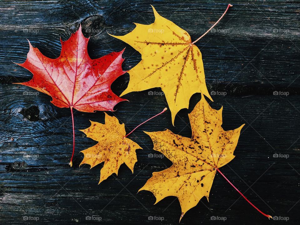 Fall, Leaf, Maple, Nature, Season