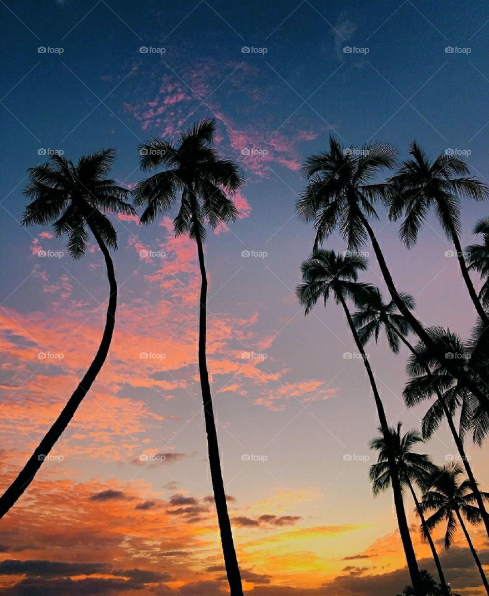 Such tall palms in Cali