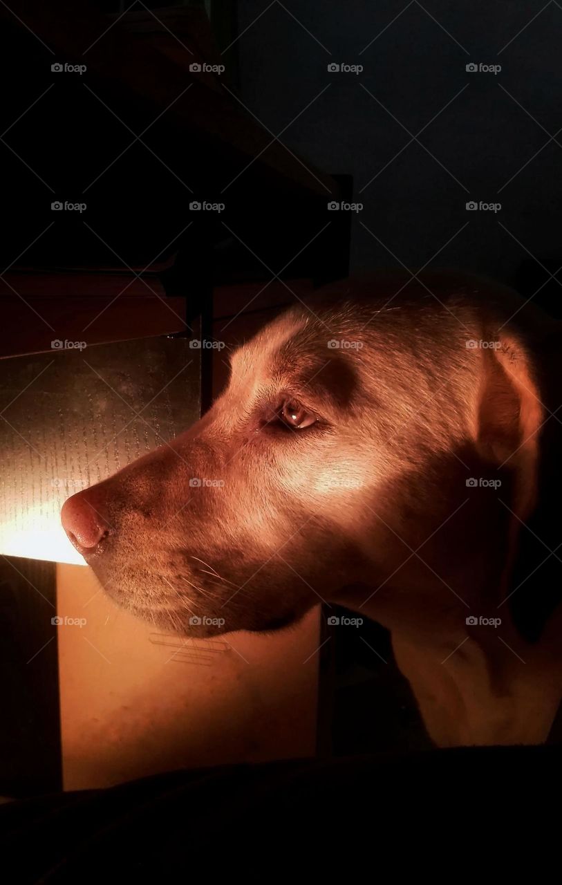 Dog contemplating sadness.