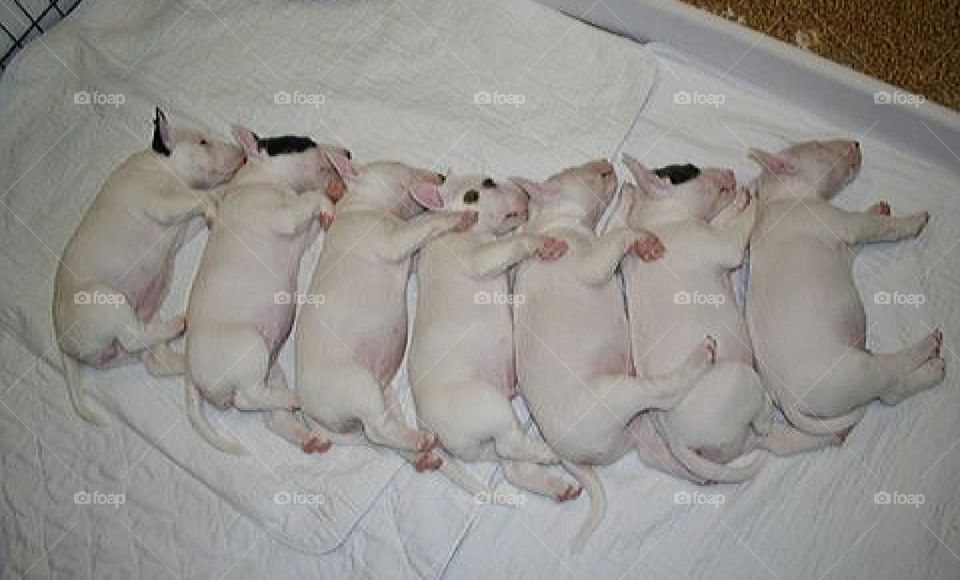 Seven little pigs in a blanket 🤣