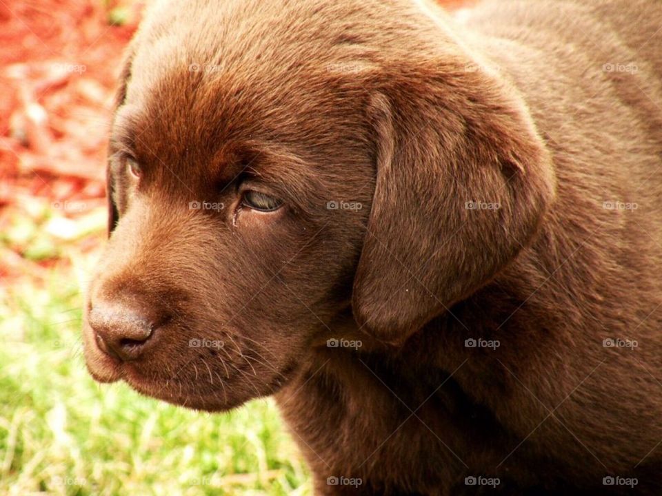 united states dog chocolate lab rhode island by amieeleeangel223