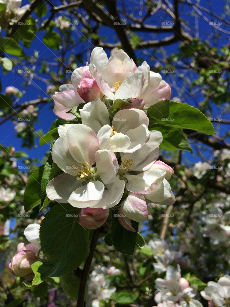 Apple tree