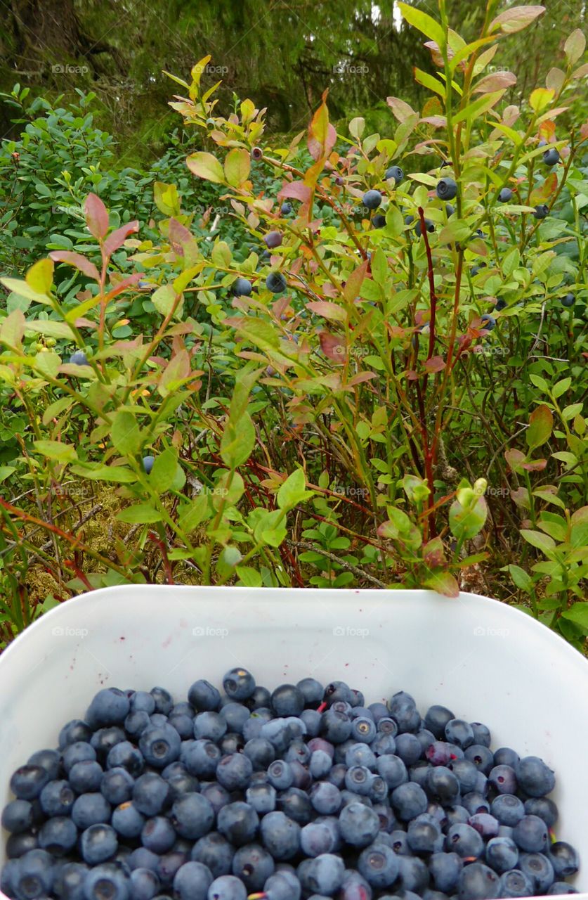 picking blueberries. picking blueberries in the forest in Sweden