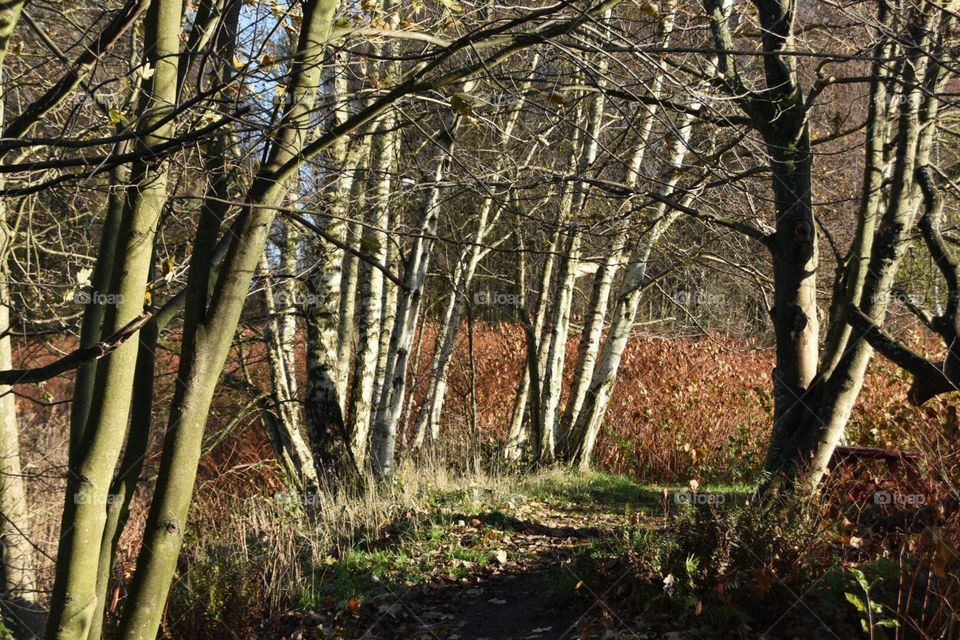 Wood, Tree, Leaf, Fall, Nature