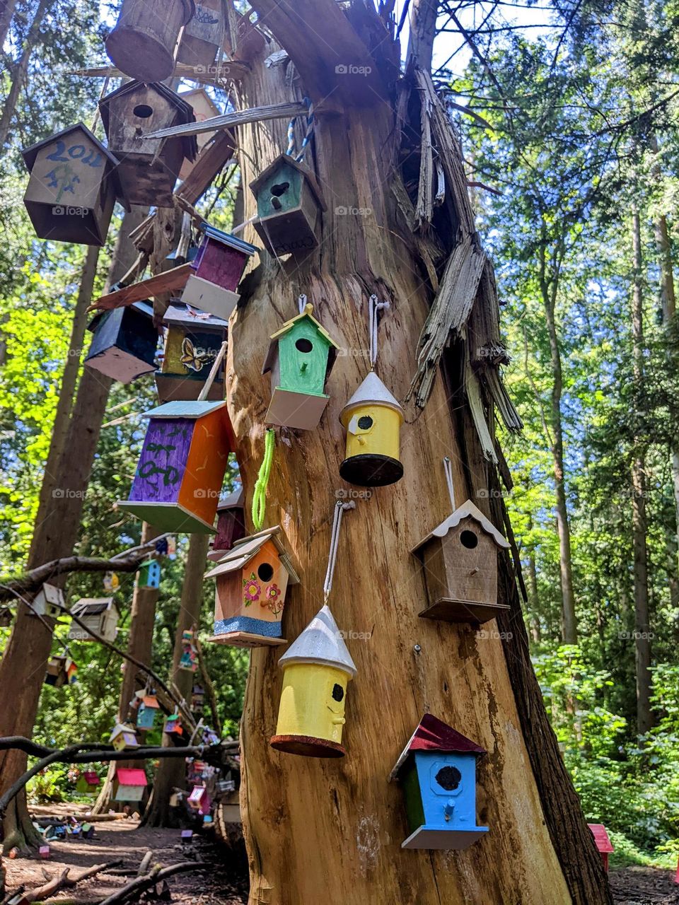 Bird houses in the forrest with colourful drawings 2