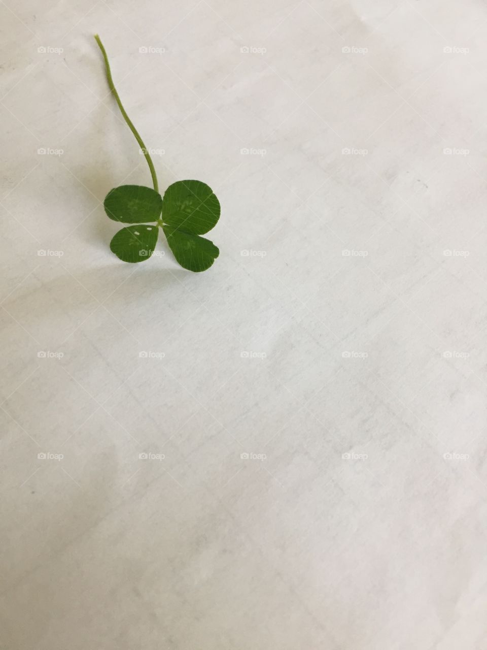 Four Leaf Clover 