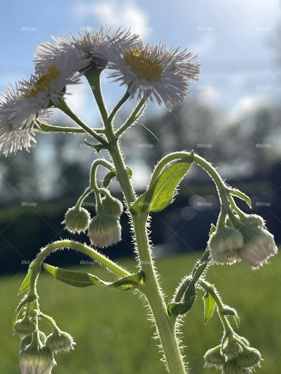 Beautiful Fleabane Flower 
