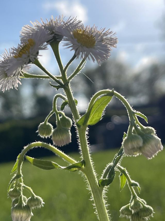 Beautiful Fleabane Flower 