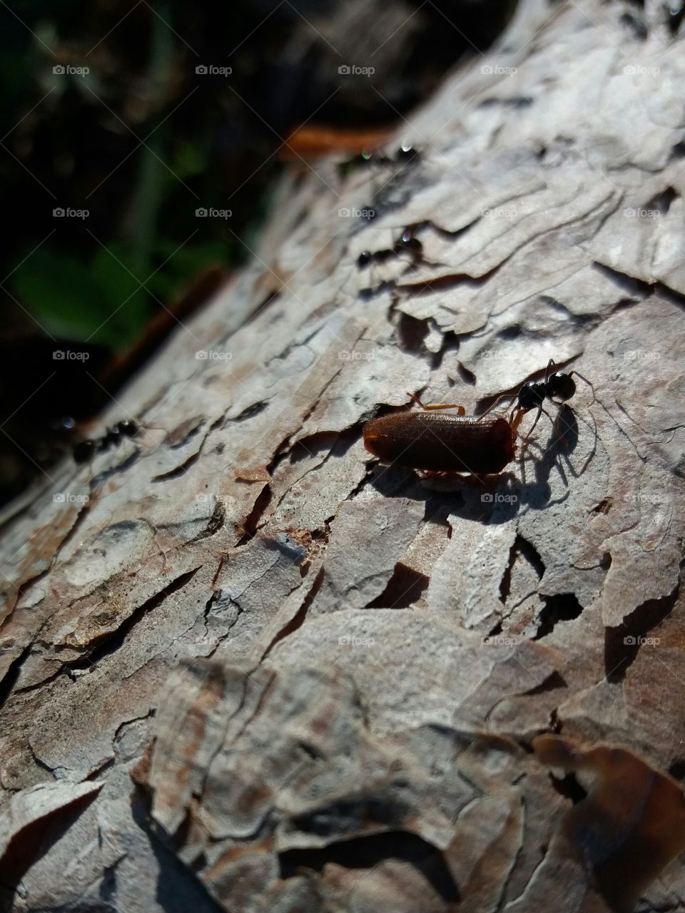 Ant working close-up