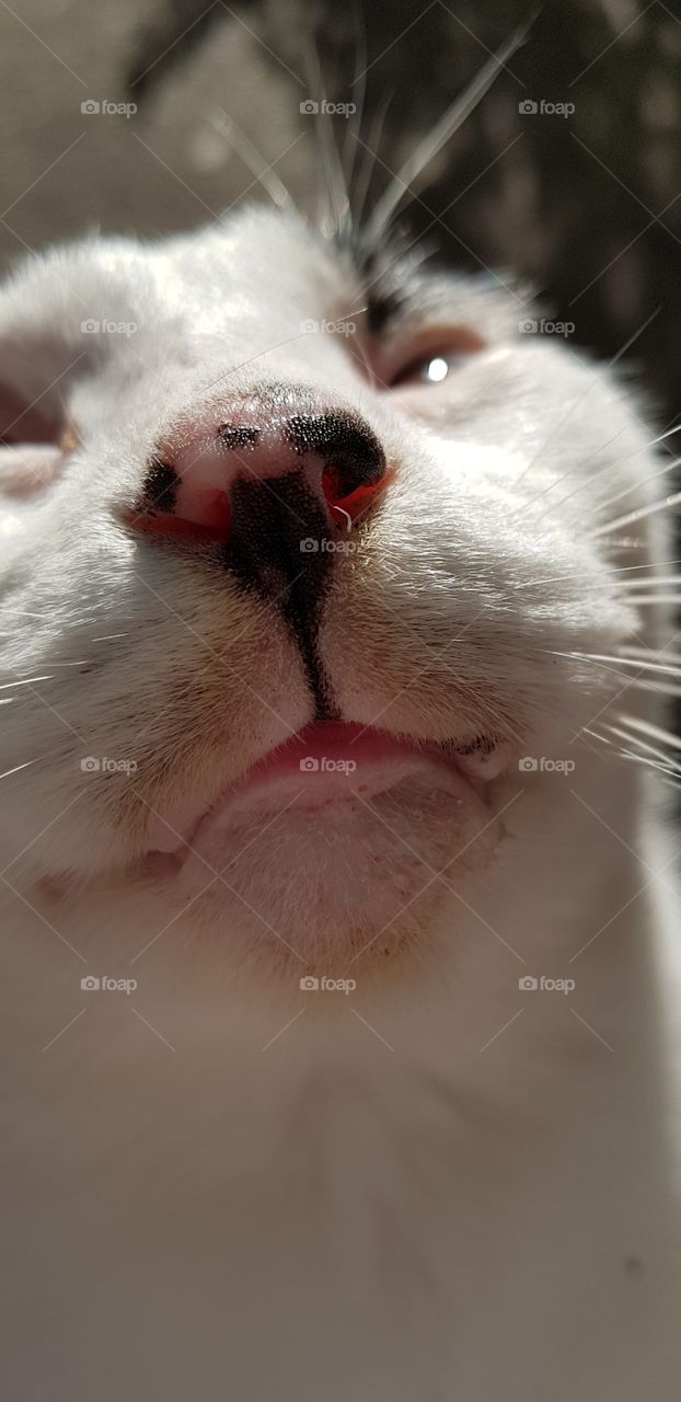 Close up Kitty