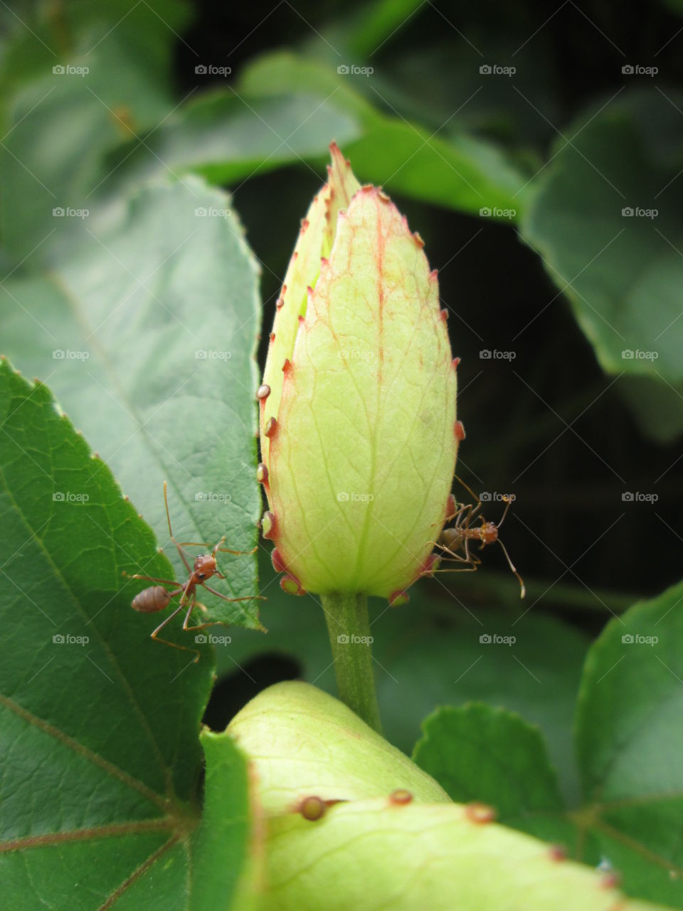 young petal between ant