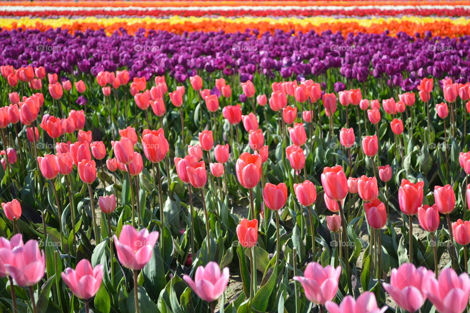 Field of tulips 