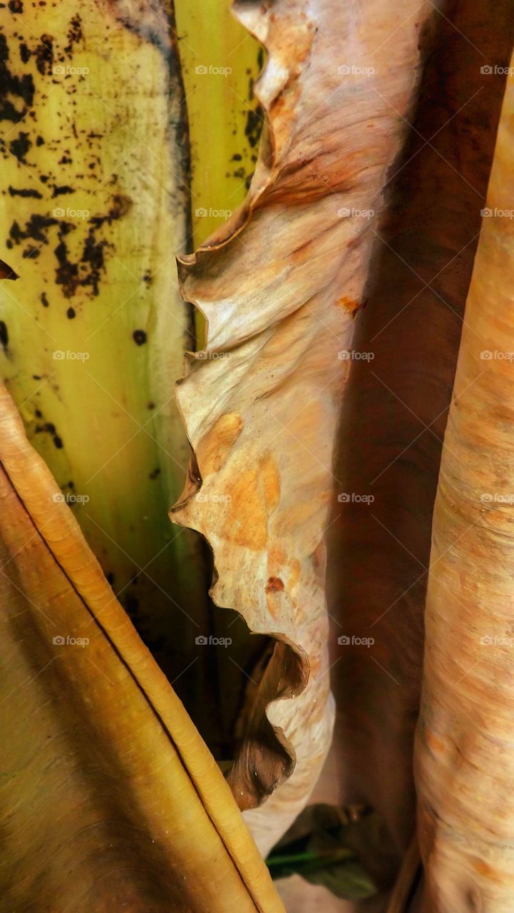 Detail of the dry banana leaf