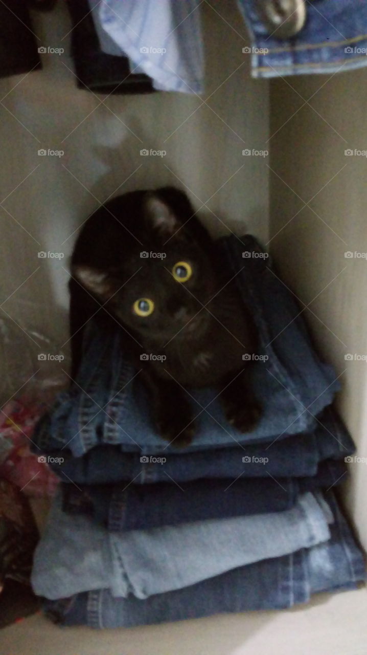 o gato e o guarda-roupa