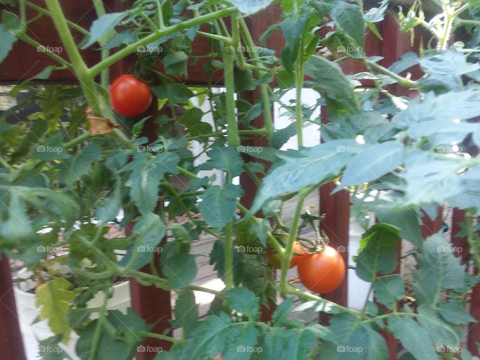 tomatoes