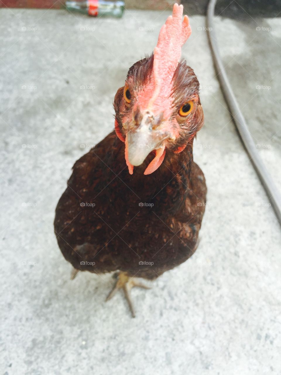 Chicken selfie . Neighbors pet