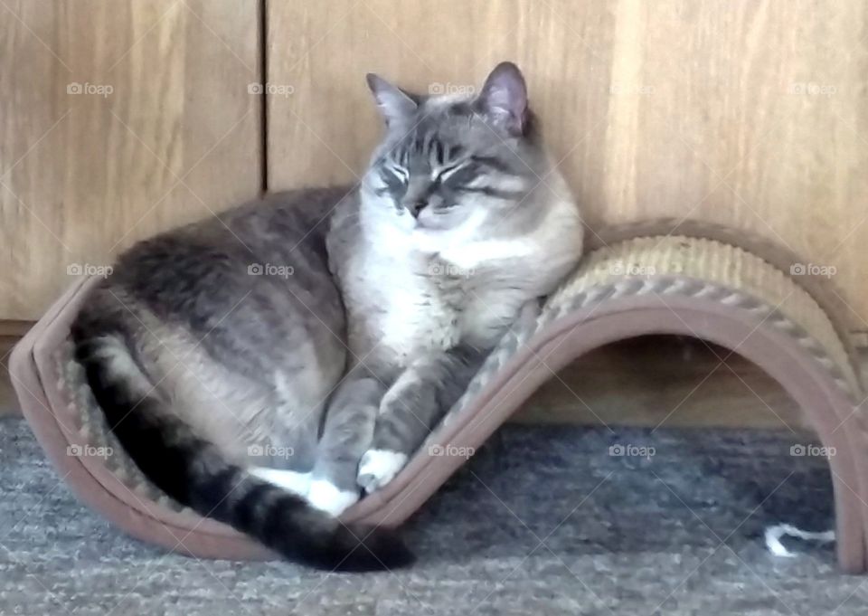 Sunshine Cat snoozing on her cat scratcher